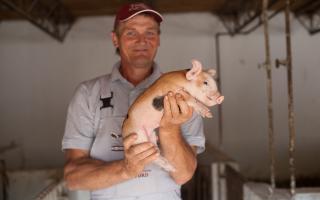 Bunford farma svinja i prasića