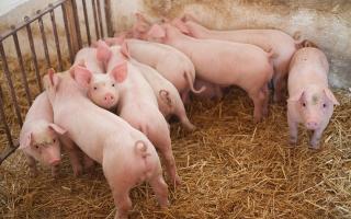 Bunford farma svinja i prasića