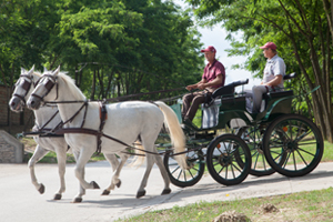 Kočije za trening - Ergela Bunford